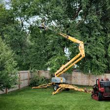 Best Root Management and Removal  in Brandon, FL